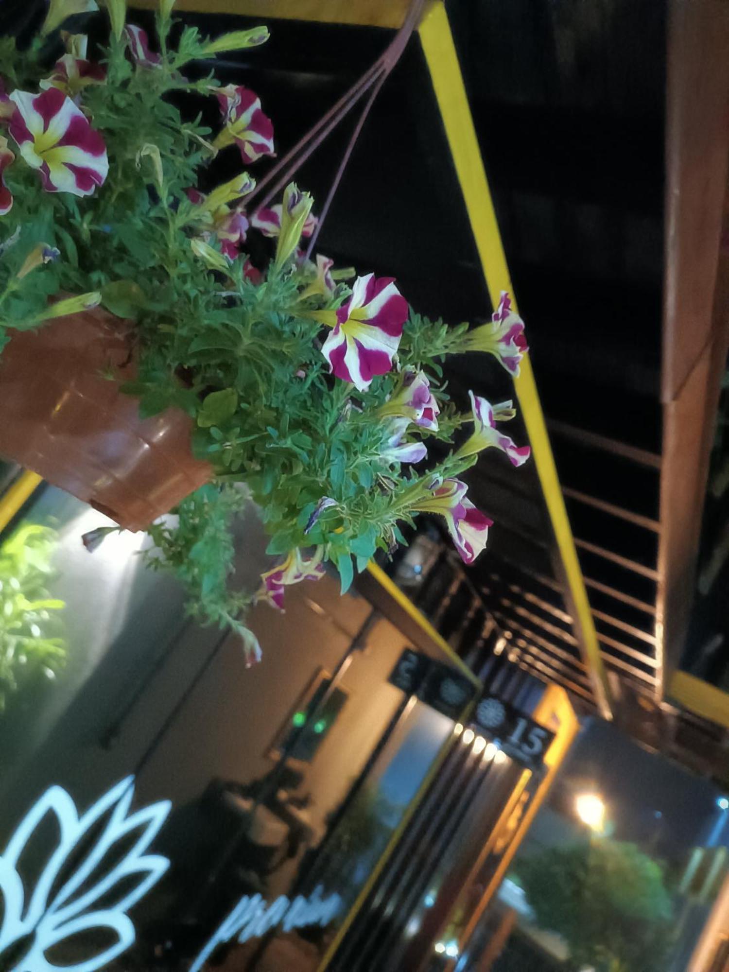 Flores De * Holambra